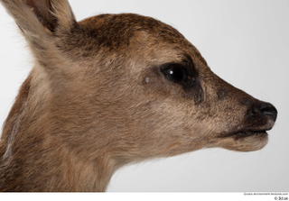 Deer doe head 0011.jpg